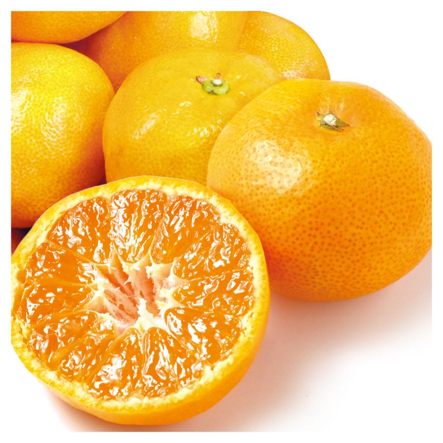 みかん 10kg 紀南の極甘みかん 和歌山産 ご家庭用 温州 ミカン