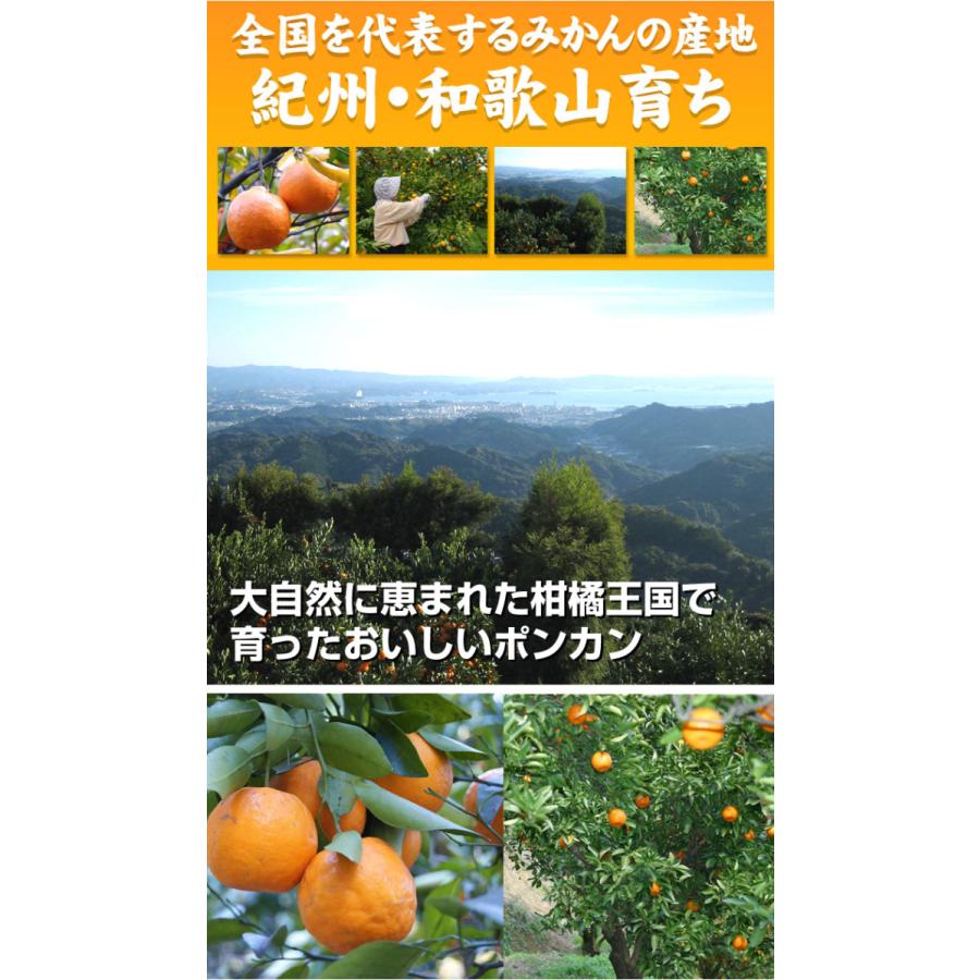 みかん 10kg 南紀黒潮ポンカン 和歌山産 ミカン 送料無料 食品 : 花と