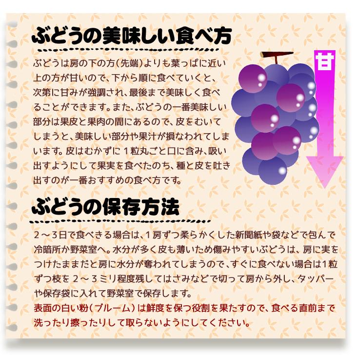 ぶどう ２房 ナガノパープル 長野産 ご家庭用 350g×2房 種なし 皮ごとOK 長野オリジナル品種 送料無料 食品｜kokkaen｜10