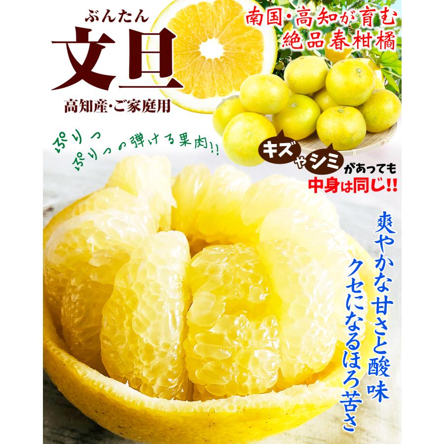 文旦 10kg ご家庭用 高知産 土佐文旦 ぶんたん 柑橘 フルーツ 大容量