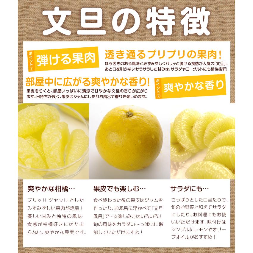 みかん 愛媛産 大特価 文旦 10kg ご家庭用 送料無料 ぶんたん ブンタン