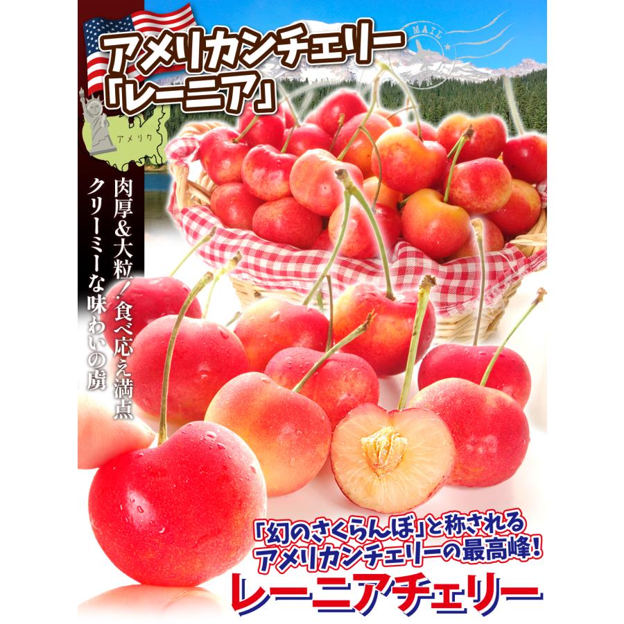 国華園 さくらんぼ 500g レーニア アメリカンチェリー アメリカ産 送料