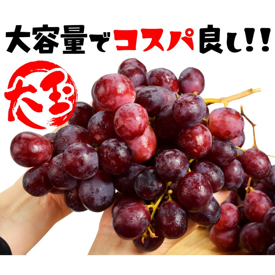 ぶどう 大玉 濃厚 レッドグローブ 約2kg 送料無料 皮ごと 甘い レッド グレープ チリ産 葡萄 食品 国華園 F1 花と緑 国華園 通販 Yahoo ショッピング