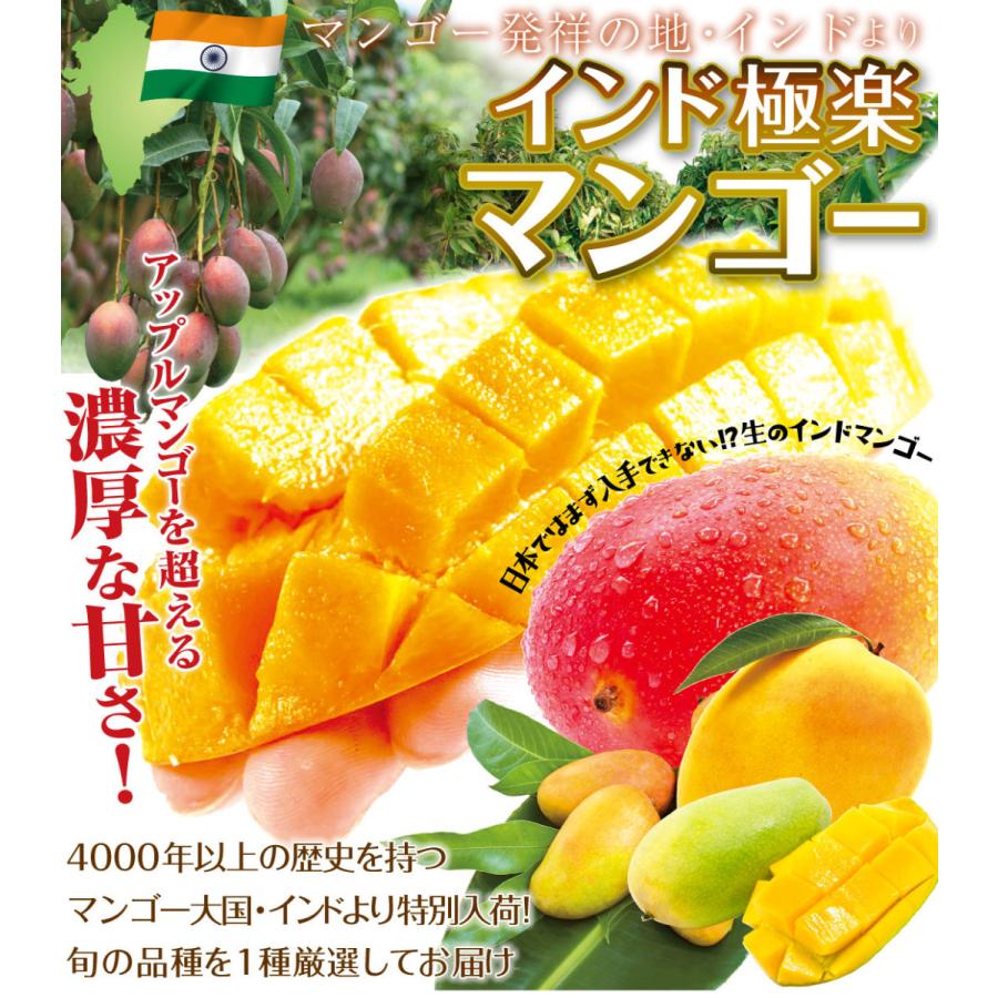 マンゴー 極楽マンゴー 約2kg インド産 品種おまかせ ご家庭用 6〜12玉
