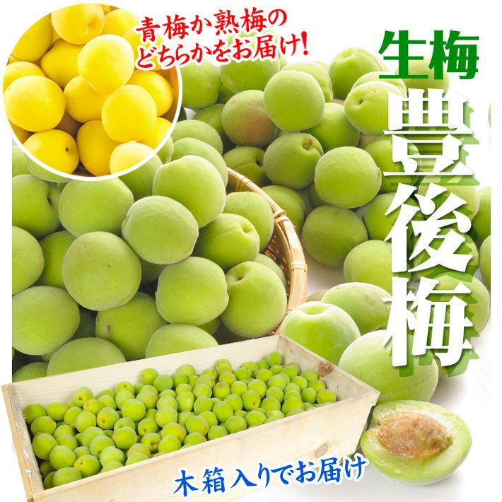 青森県産 幸福丸梅 10kg