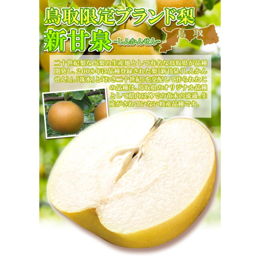 最終セール　梨　新甘泉　家庭用　10㎏ 梨 鳥取産 新甘泉梨 10kg なし 甘い 和梨 フルーツ 果物 家庭用 送料