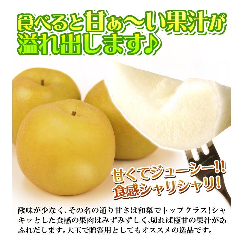 梨 鳥取産 新甘泉梨 10kg なし 甘い 和梨 フルーツ 果物 家庭用 送料