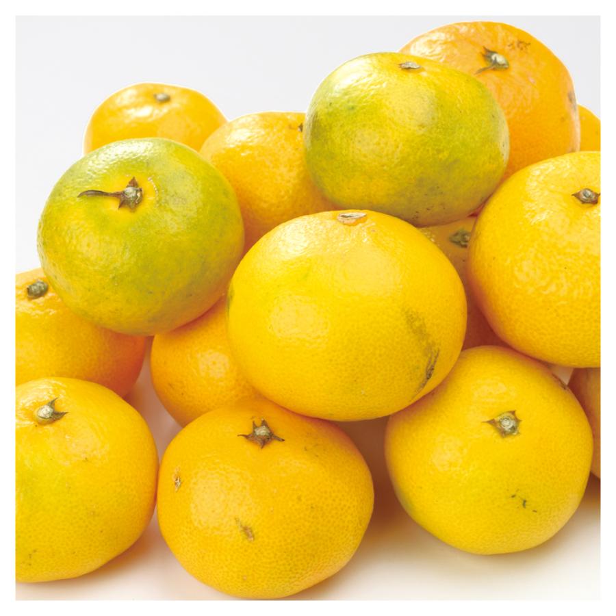 みかん 10kg ご家庭用 極早生みかん 愛媛産 温州 ミカン 送料無料 食品