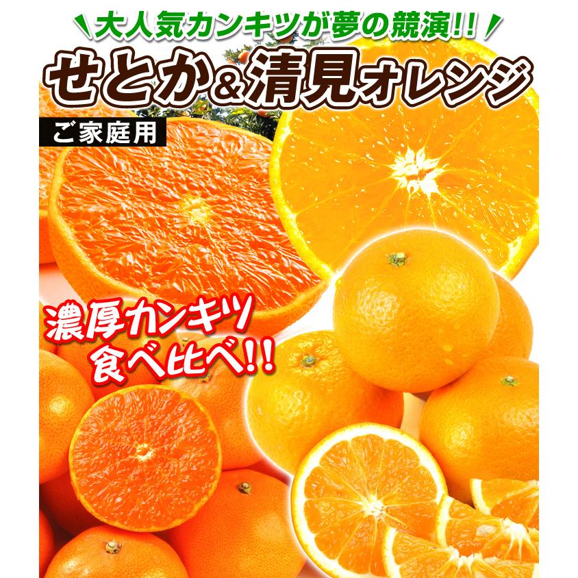 みかん せとか&清見オレンジセット 2種10kg 送料無料 食品 : 花と緑 国