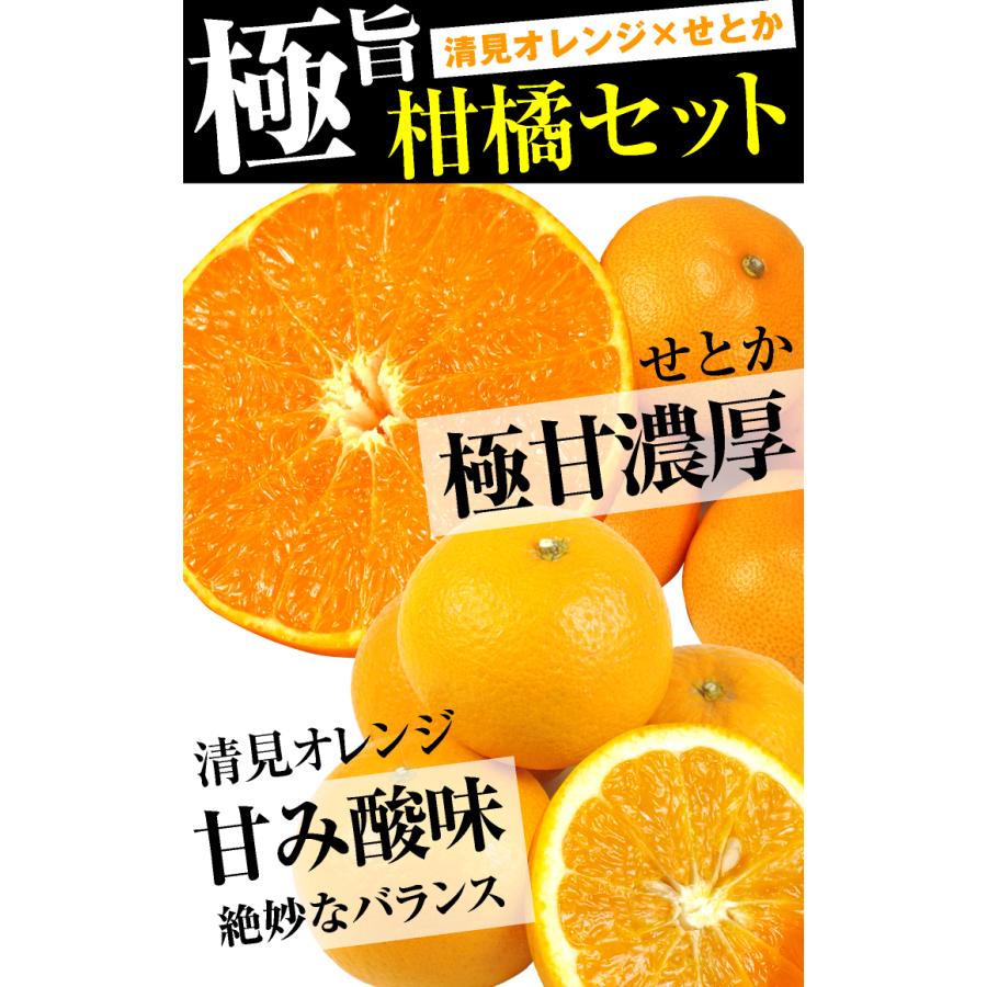 みかん せとか&清見オレンジセット 2種10kg 送料無料 食品 : 花と緑 国