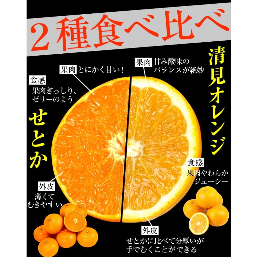 せとかオレンジ （10キロ） 見た目傷あり・大きさ不ぞろいでお値打ち価格の愛媛西宇和産せとか【訳