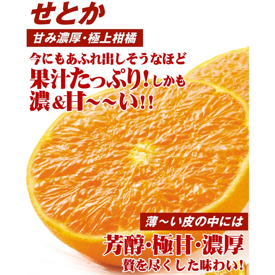 みかん せとか&清見オレンジセット 2種10kg 送料無料 食品 : 花と緑 国
