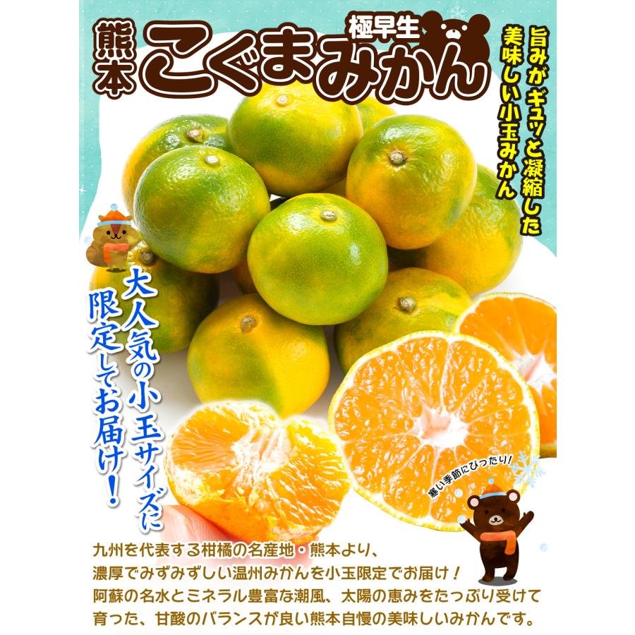 みかん 10kg 極早生 こぐまみかん 熊本産 小玉 温州みかん 送料無料