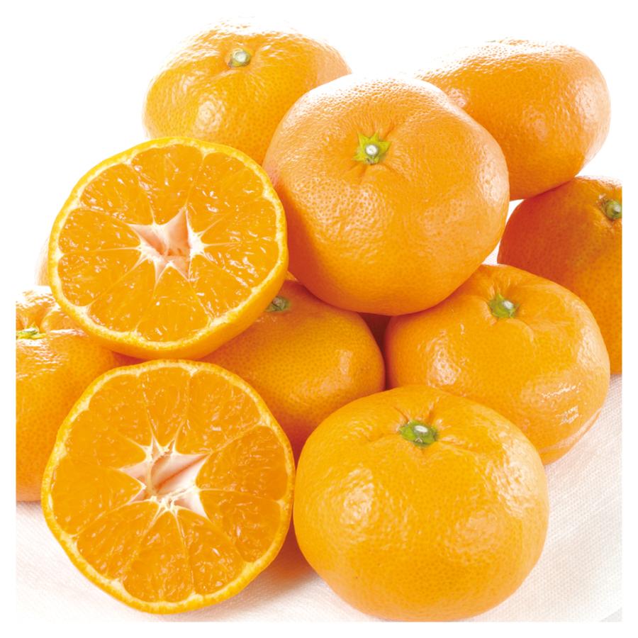 みかん 10kg ご家庭用 早生みかん 愛媛産 温州 ミカン 送料無料 食品