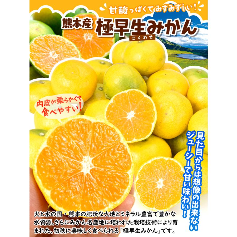 M39.40.専用品 農薬不使用 浜名湖ミカン 極早生10kg 早生10kg 【公式通販】