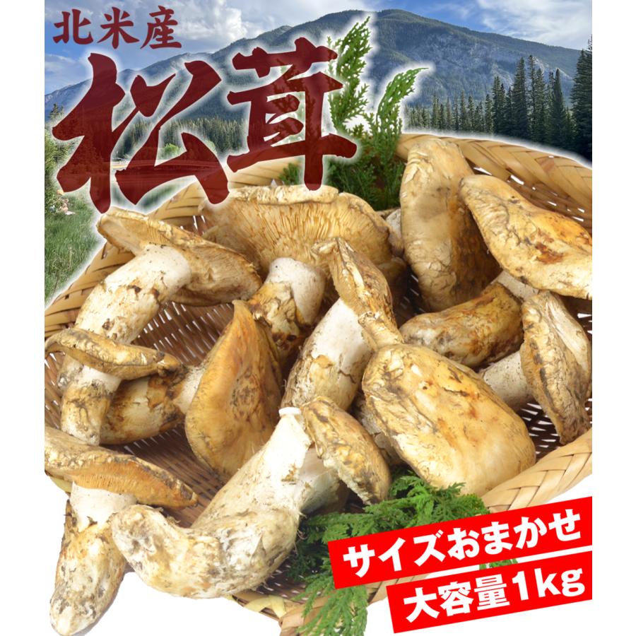 松茸 約1kg 北米産 冷蔵便 ご家庭用 送料無料 食品 : 花と緑 国華園