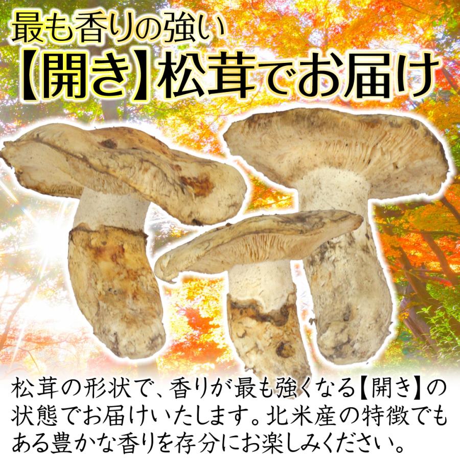 松茸　北海道　600g　訳あり　① 国産 松茸 北海道 600g 訳あり ① 国産 【公式通販】