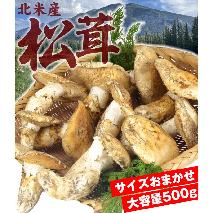 松茸　北海道　500g 国産 ◇北海道産松茸◇500g① 松茸 国産(北海道産)② マツタケ