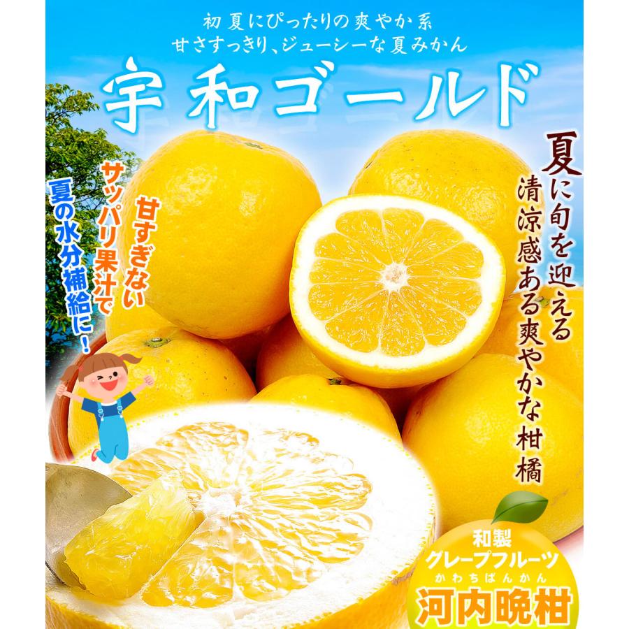 みかん 10kg 宇和ゴールド 愛媛産 ご家庭用 河内晩柑 送料無料 食品
