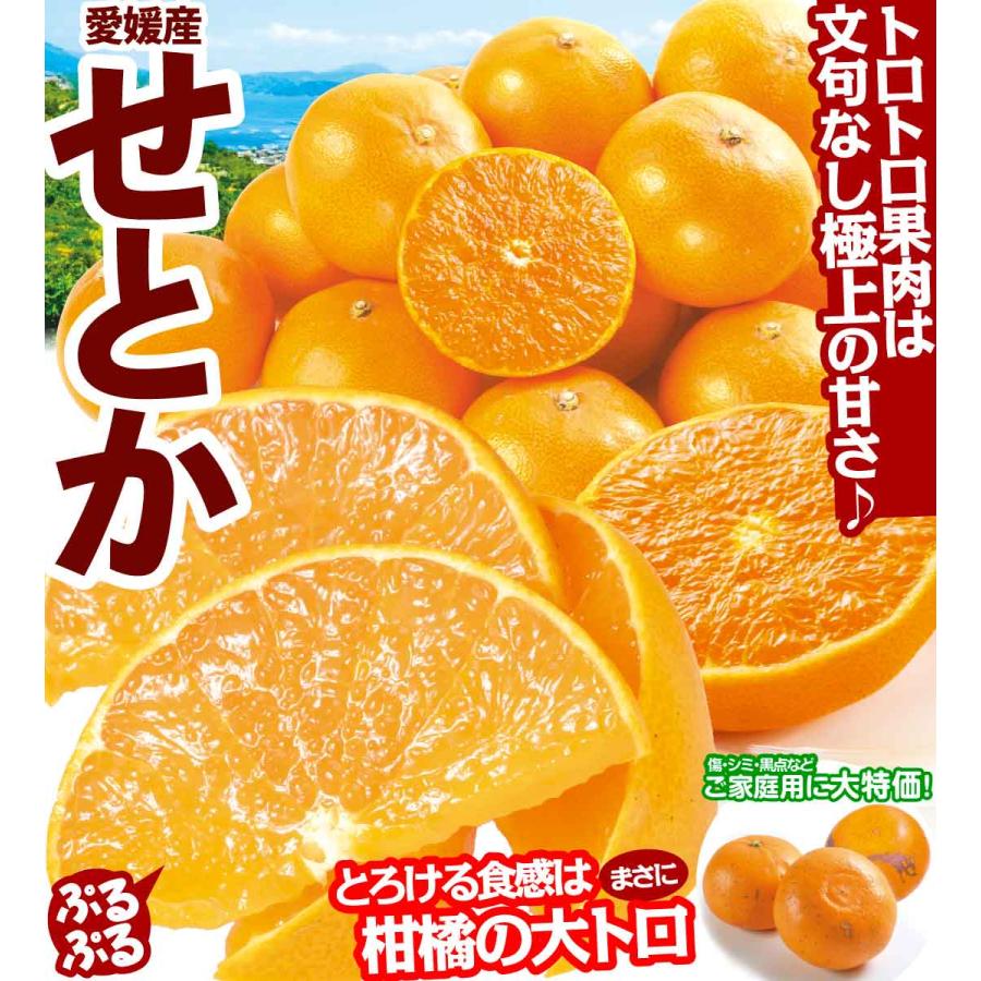 みかん 愛媛産 ご家庭用 せとか 5kg 送料無料 食品 : 花と緑 国