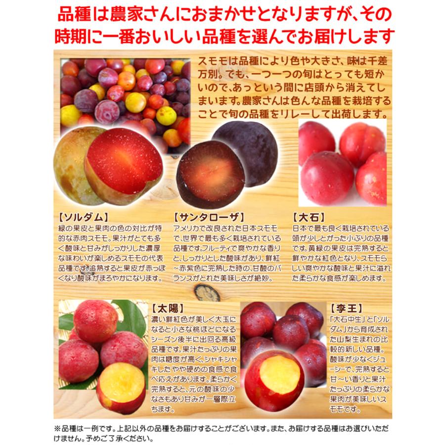 もも 2kg 品種おまかせプラム 青森産 すもも 品種おまかせ 冷蔵便 送料