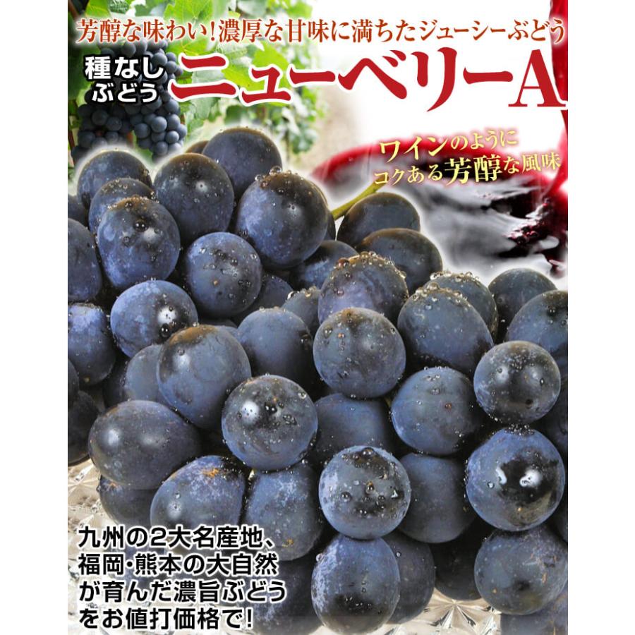 ぶどう 2kg (3〜8房) 種なしベリーA 熊本産 ニューベリーA 送料無料