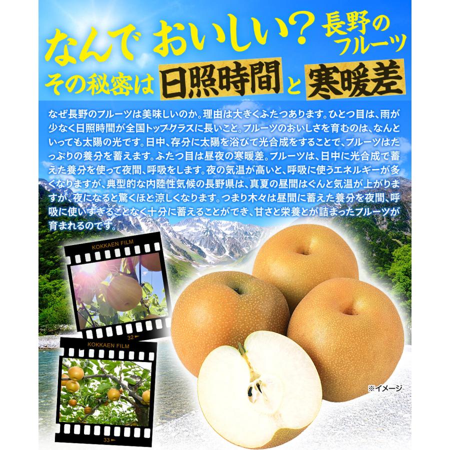 梨 5kg ご家庭用 二十世紀梨 長野産 爽やかな甘味 キレ良い食感 定番