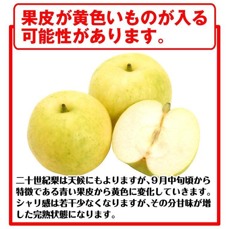 長野県産信州 サンセーキ梨 家庭用 10kg 017-10kg.jpg