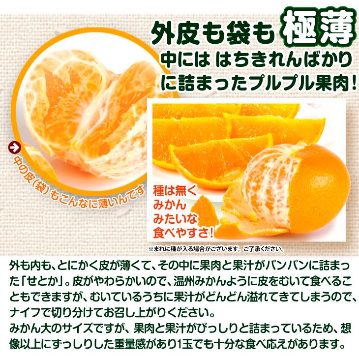 みかん 5kg せとか ご家庭用 愛媛産 ミカン 送料無料 食品 : 花と緑 国