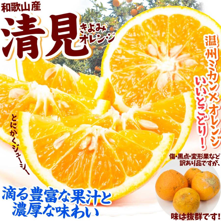 みかん 2kg 黒潮の極甘 清見 オレンジ きよみ 和歌山産 紀南 名産地 ご