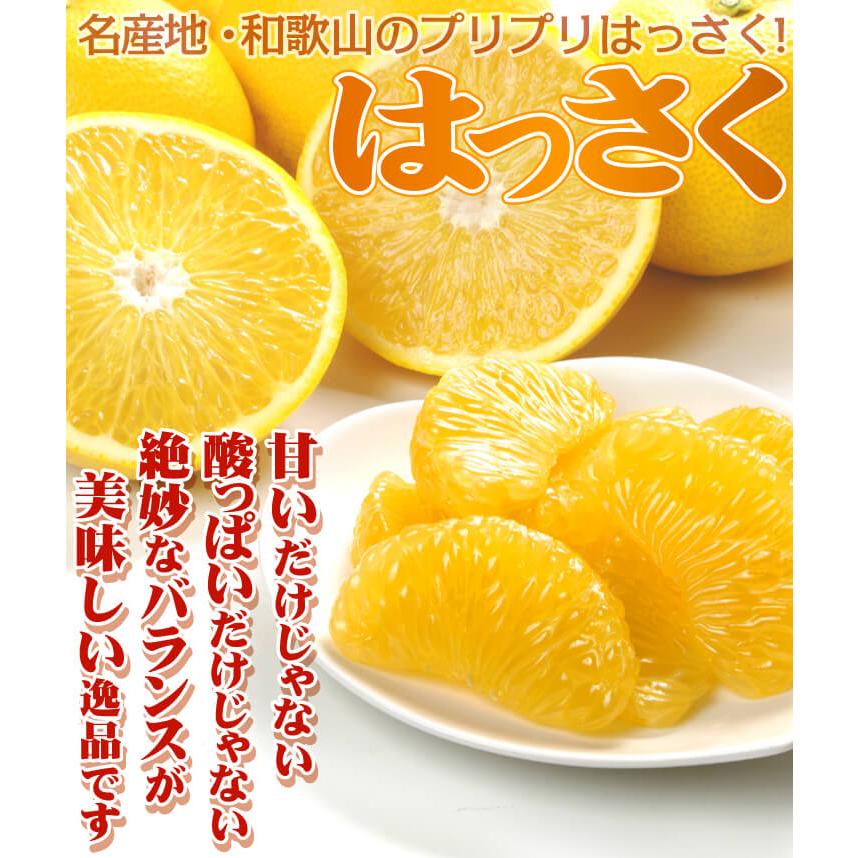 みかん 10kg 黒潮の極甘 はっさく 八朔 和歌山産 紀南 名産地 ご家庭用
