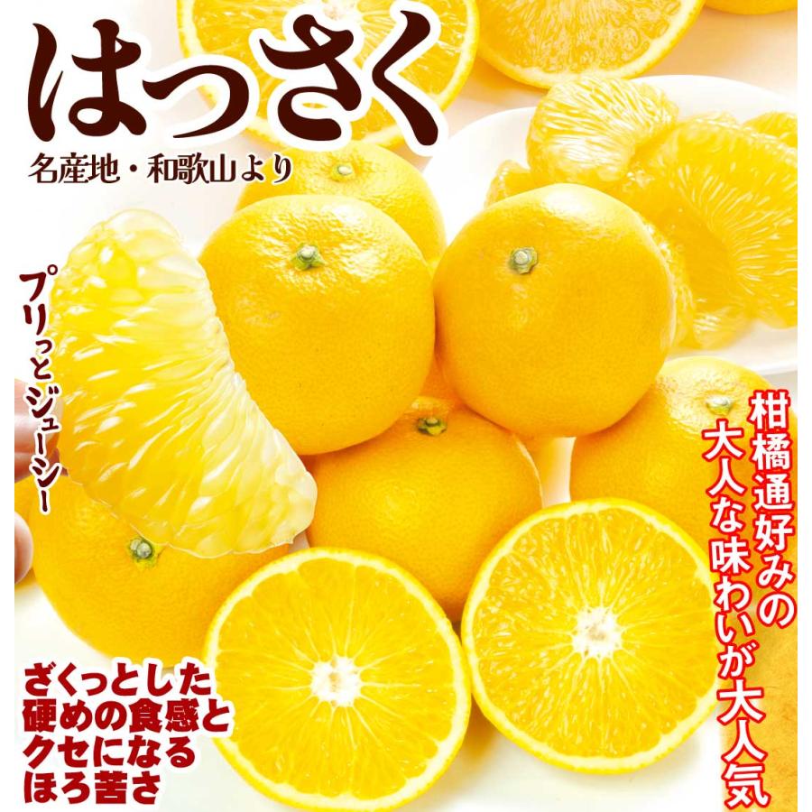 みかん 10kg 黒潮の極甘 はっさく 八朔 和歌山産 紀南 名産地 ご家庭用