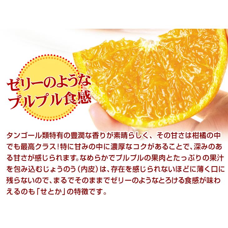 みかん 1.5kg せとか 佐賀産 ご家庭用 柑橘 送料無料 食品 国華園 爆買