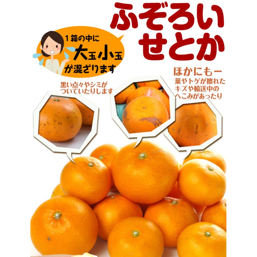 佐賀県産　せとか　約5キロ✖︎2箱セット 佐賀県産 JAからつ せとか 秀品 2.5キロ 化粧箱入(12から15玉) 送料