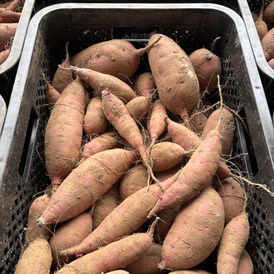 送料無料】【訳あり】大分県産 紅はるか 10kg サイズ混合 ご家庭用