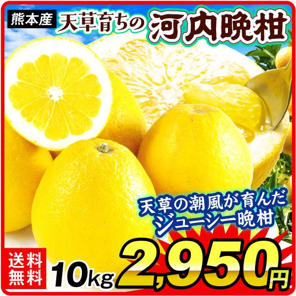 みかん 10kg 天草育ちの 河内晩柑 熊本産 ご家庭用 和製