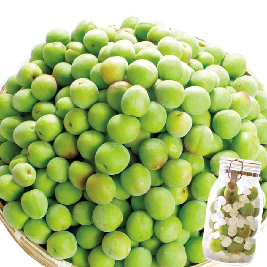 国華園 梅 10kg 紀州南高梅【青梅】和歌山産 送料無料 食品 : 花と緑
