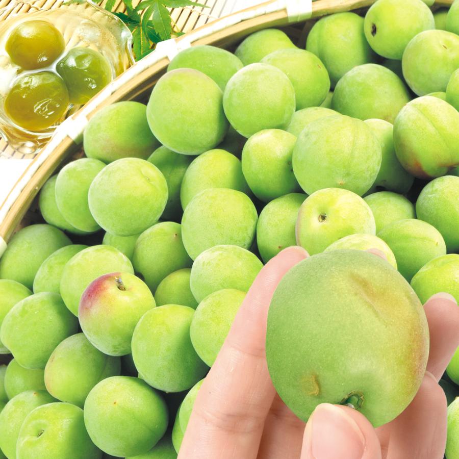 【期間限定！】和歌山県産 紀州南高梅 青梅 梅 10kg 南高梅【青梅】ご家庭用 和歌山産 送料無料 食品 : 花と緑 国