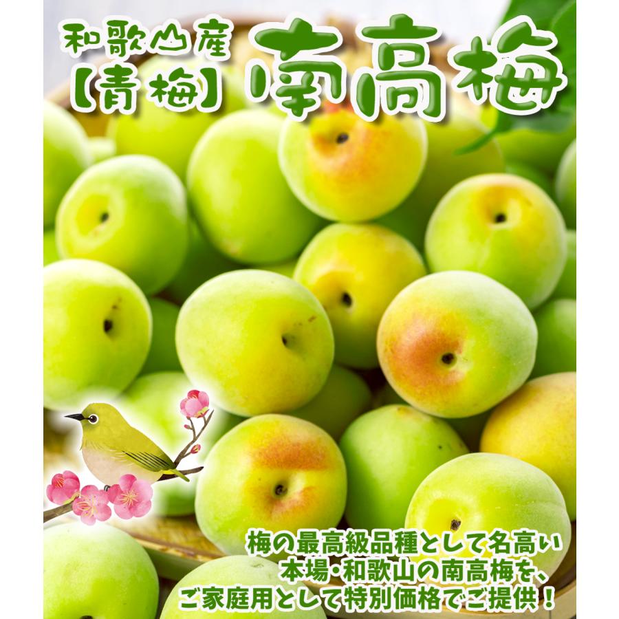国華園 梅 10kg 南高梅【青梅】ご家庭用 和歌山産 送料無料 食品 : 花