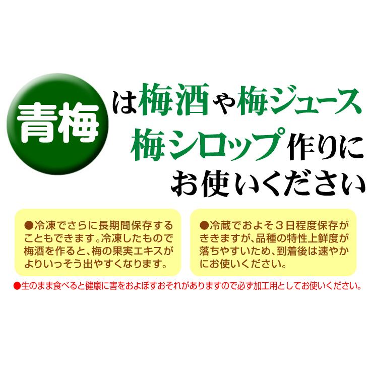 国華園 梅 10kg 南高梅【青梅】ご家庭用 和歌山産 送料無料 食品 : 花