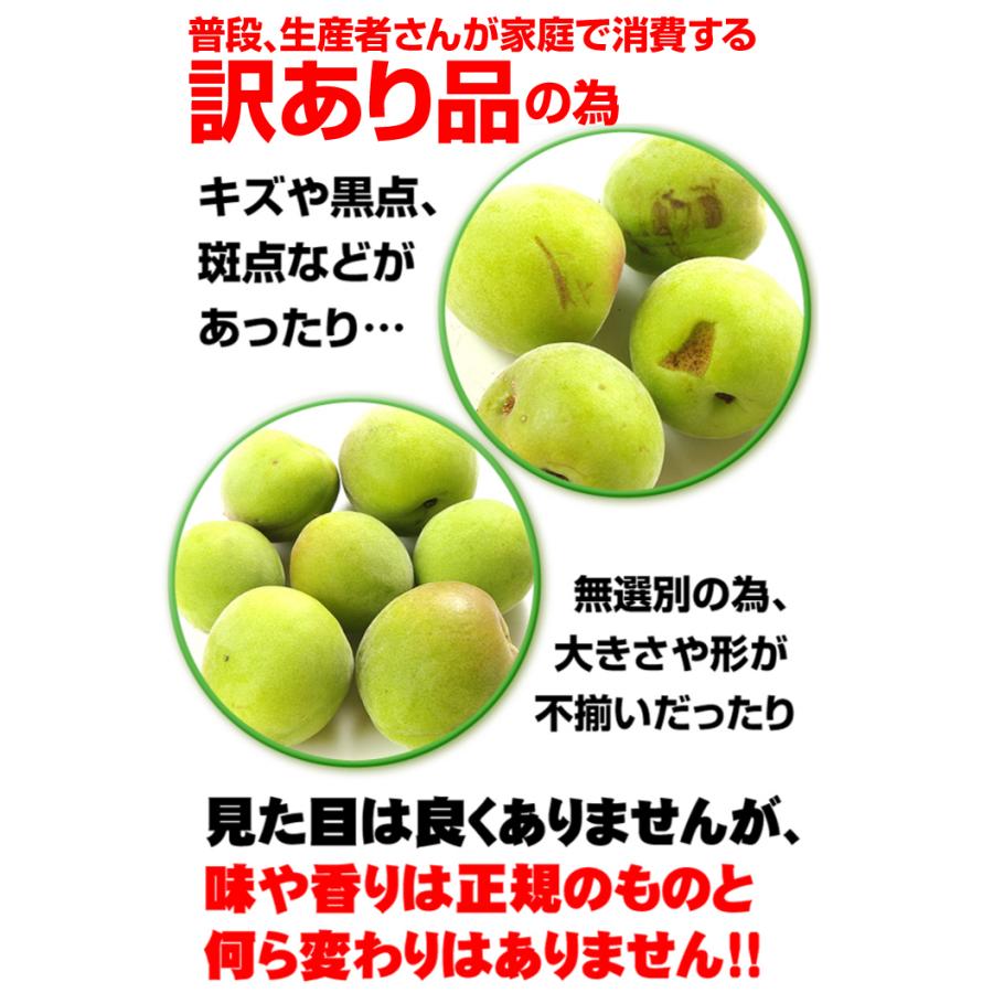 国華園 梅 10kg 南高梅【青梅】ご家庭用 和歌山産 送料無料 食品 : 花