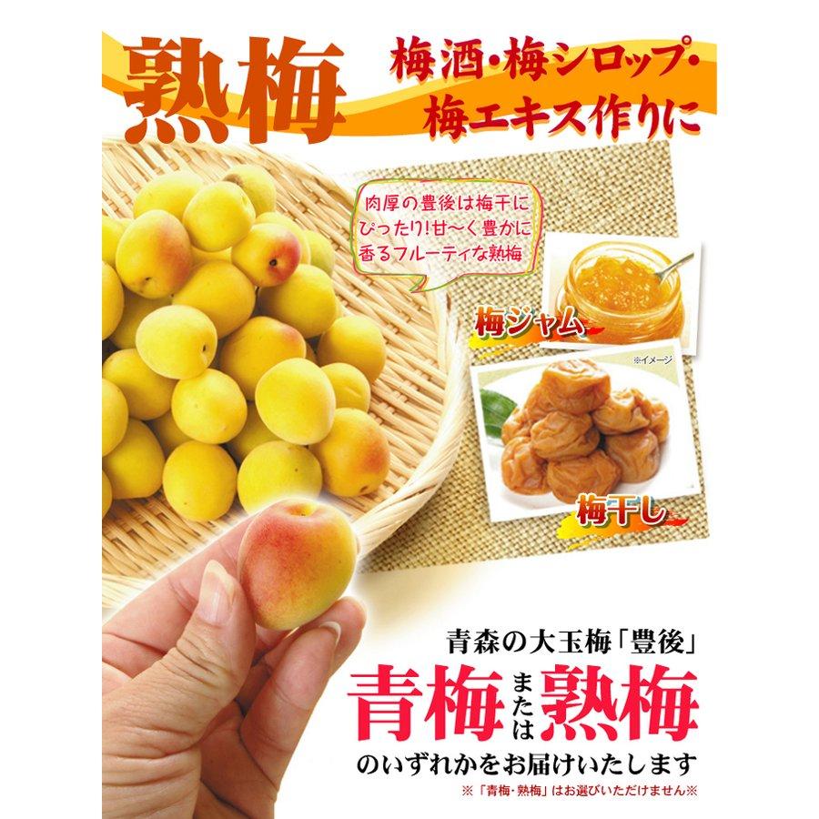 国華園 梅 10kg（5kg×2箱） 豊後梅 青森産 冷蔵便 送料無料 食品 : 花