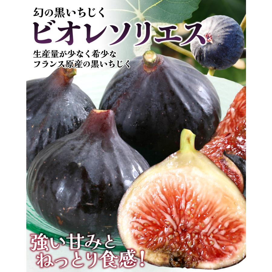 国華園 いちじく 約500g (250g×2パック) ビオレ・ソリエス 新潟産 希少