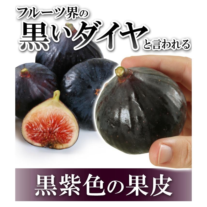 国華園 いちじく 約500g (250g×2パック) ビオレ・ソリエス 新潟産 希少