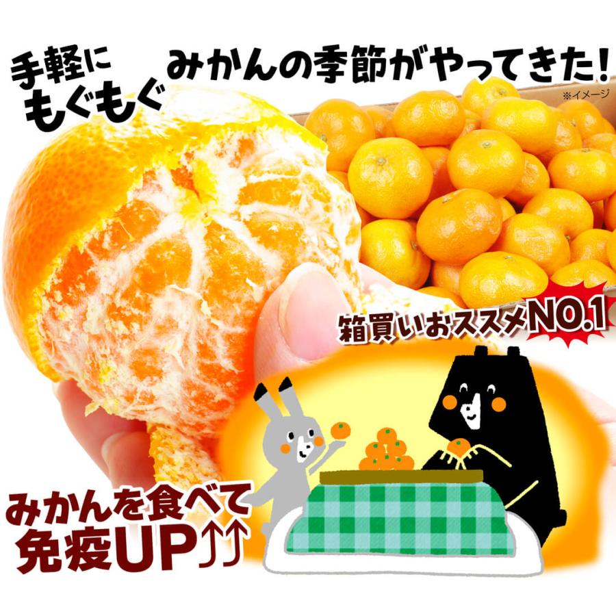 安心安全‼️和歌山県産　大玉レモン　10kg みかんキング みかん 10kg 南紀黒潮みかん 和歌山産 送料無料 食品 爆買 : 花と緑 国