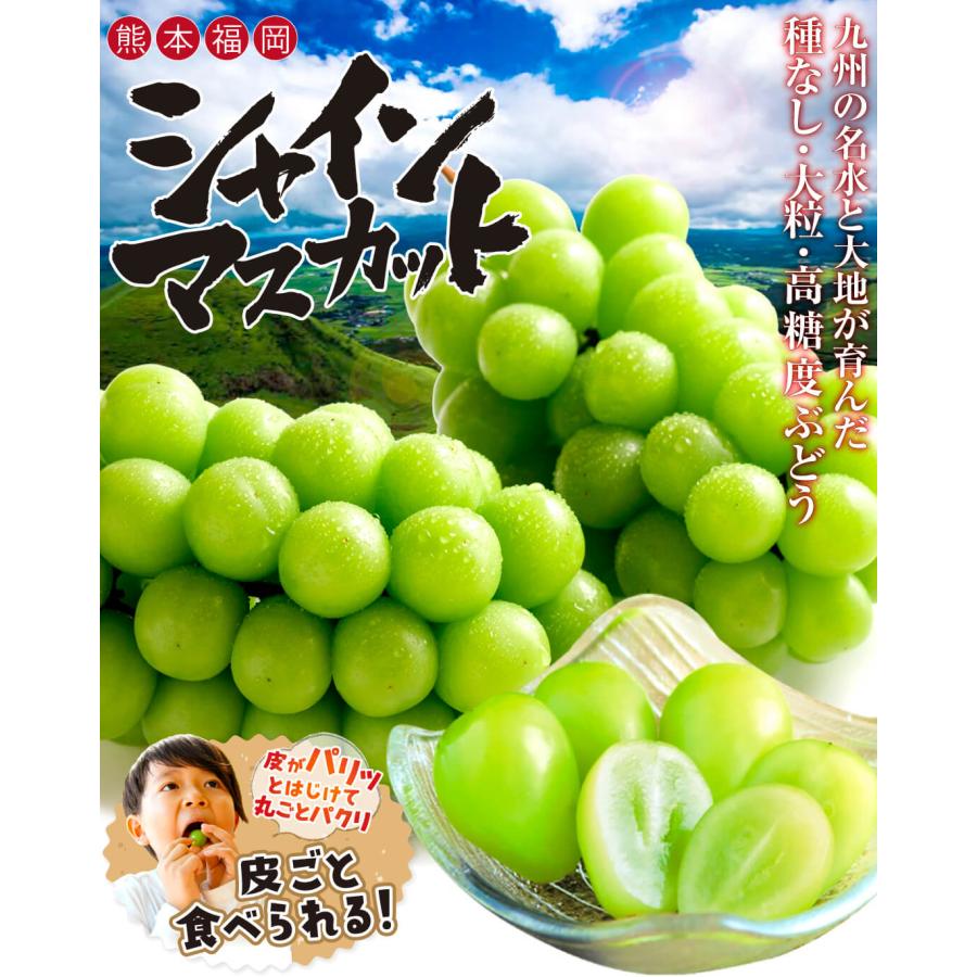 九州産シャインマスカット　12パック入り 国華園 ぶどう 約700g (約350g×2パック) シャインマスカット ただいま