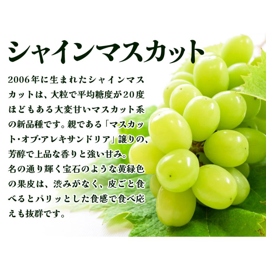 国華園 ぶどう 約700g (約350g×2パック) シャインマスカット ただいま