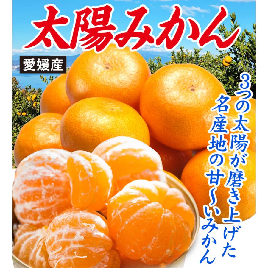 みかん 10kg 太陽みかん 愛媛産 温州みかん 甘い 送料無料 ご家庭用