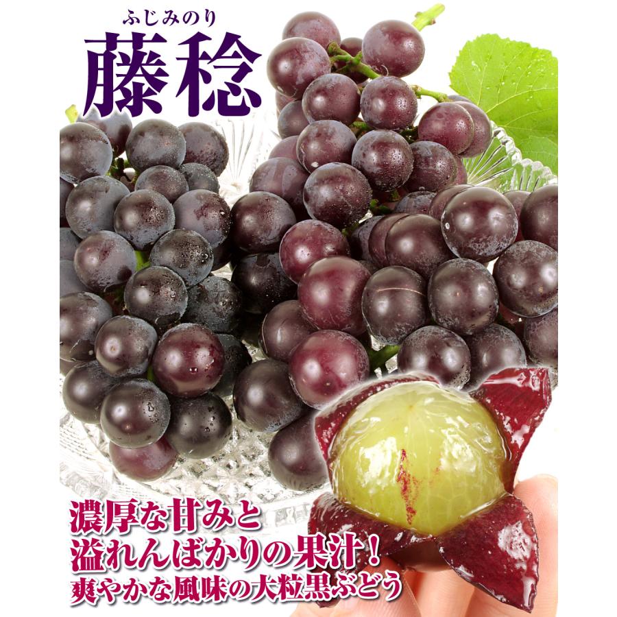 国華園 ぶどう 約600g (約300g×2パック) 藤稔 ご家庭用 熊本産 葡萄