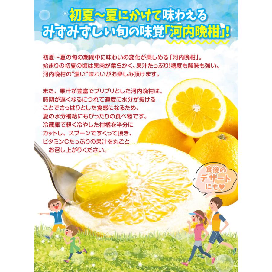みかん 10kg 木成り完熟 河内晩柑 熊本産 訳あり 送料無料 まろやかな